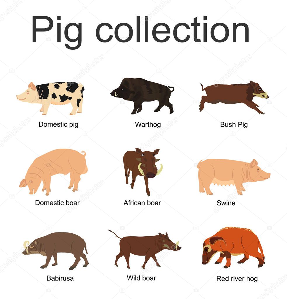 Pig collection vector illustration isolated on white background. Boar, warthog, red river hog, pumba, domestic swine, babirusa. Pork meat poster, butcher shop. Organic food presentation. Farm animal.