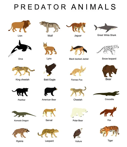 Predator Animals Set Vector Illustration Isolated White Background Wildlife Carnivore — Stock Vector