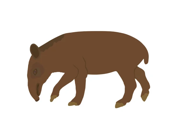 白い背景に孤立したタピールベクトルイラスト 中央アメリカと南アメリカの動物 アジアの動物は豚のように — ストックベクタ