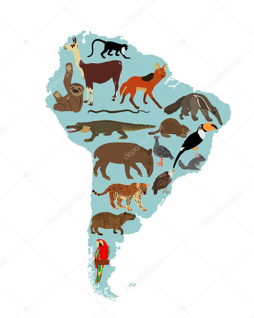 Continent map Southern America vector illustration with wild animals. Travel destination for tourist. Wildlife exotic attraction jaguar, chinchilla, cayman, capybara, lama, anteater, macaw parrot.