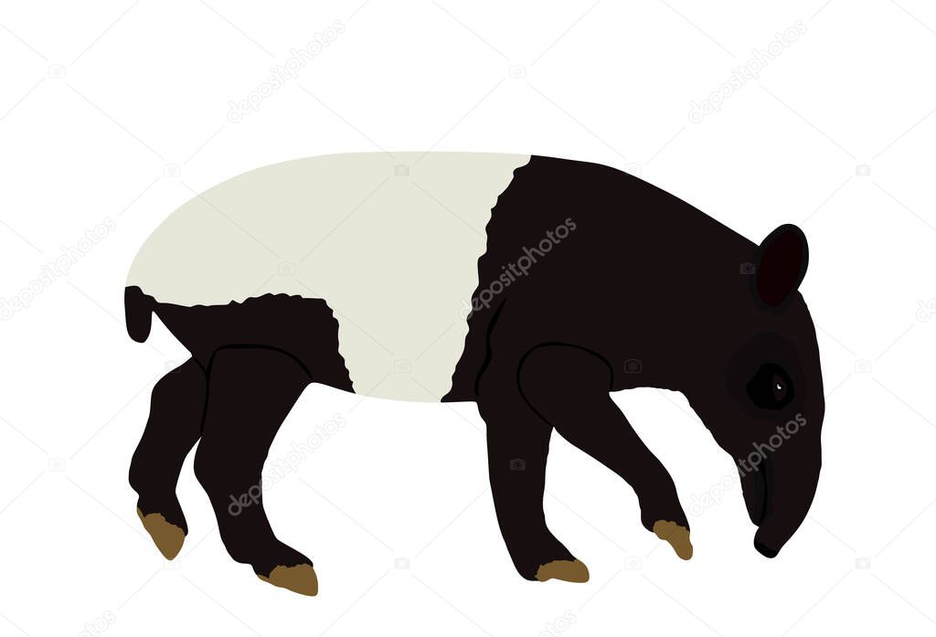 Malayan tapir vector illustration isolated on white background. Tapirus Indicus animal. Endemic Asian animal, like a pig.