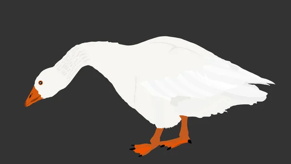Goose Vector Illustration Isolated Black Background White Goose Anser Anser — Stock Vector