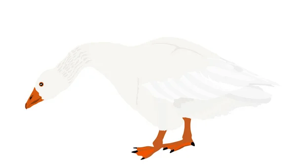 Goose Vector Illustration Isolated White Background White Goose Anser Anser — Stock Vector