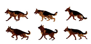 Alman çoban köpeğinin portresi izole edildi. İnsanın en iyi dostu. Sevimli hayvan. Köpek gösterisi sergisi. Bulucu patlayıcı ve uyuşturucu tespit etti. Kurtarma köpeği. Akıllı hayvan..