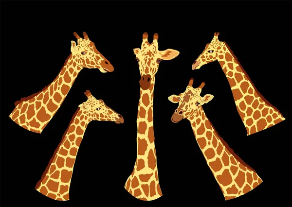 Giraffe Vector Illustratie Geïsoleerd Zwarte Achtergrond Afrikaans Dier Lief Dier — Stockvector