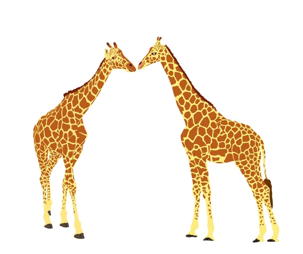 Пара Жирафов Векторной Иллюстрации Любви Изолированы Белом Фоне Африканское Животное — стоковый вектор