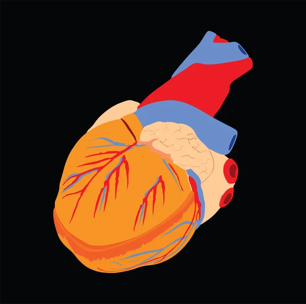 Human Heart Vector Illustration Isolated Black Background Organ Transplantation Safe — 图库矢量图片