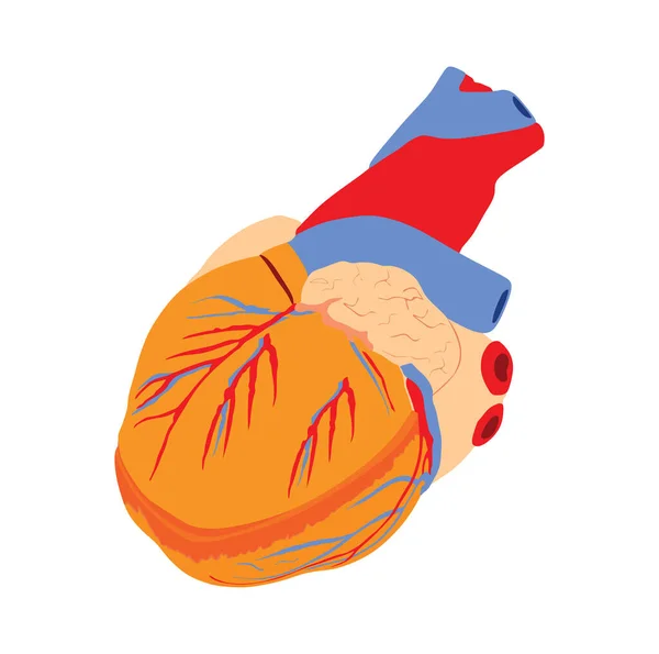 Human Heart Vector Illustration Isolated White Background Organ Transplantation Safe — 图库矢量图片