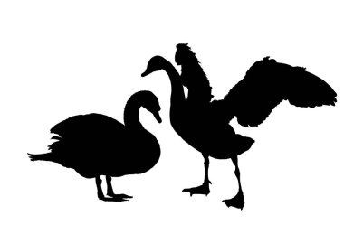 Beyaz arka planda izole edilmiş aşk vektörü silueti çizimi olan kuğu çift. Kaz vektörü. Çiftlik doğasından büyük bir kuş. Düğün sembolü. Kuğu kanatlarını açtı. Göl kenarındaki kuş ailesi. Birbirine aşık çift.