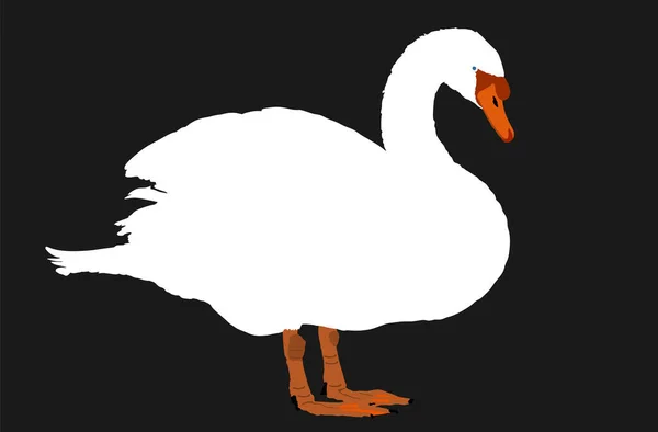 Swan Vector Illustration Isolated Black Background Goose Vector Big Bird — Stock Vector