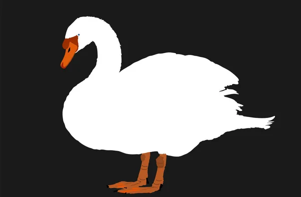 Swan Vector Illustration Isolated Black Background Goose Vector Big Bird — Stock Vector