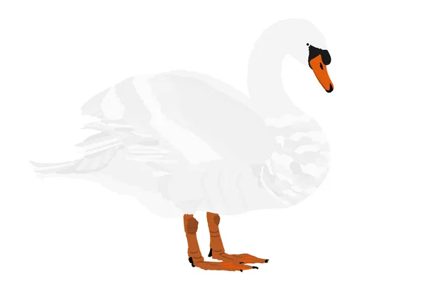 Ilustração Vetor Cisne Isolado Fundo Branco Vetor Ganso Pássaro Grande — Vetor de Stock