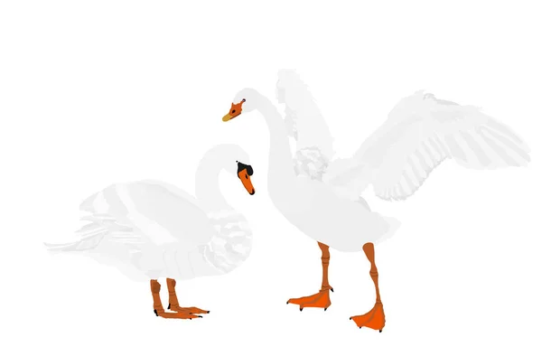 白い背景に隔離された愛のベクトルイラストで白鳥のカップル ガチョウのベクトル 農場の自然からの大きな鳥のポーズ 結婚式のシンボル 白鳥は翼を広げた 湖のそばの鳥の家族 恋のカップル — ストックベクタ