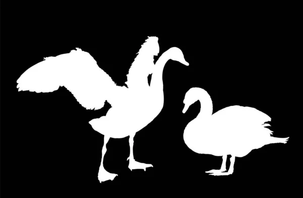 Swan Couple Love Vector Silhouette Illustration Isolated Black Background Goose — Stock Vector