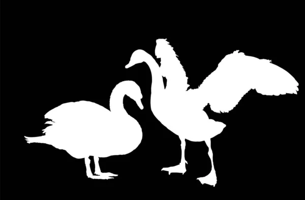 Swan Couple Love Vector Silhouette Illustration Isolated Black Background Goose — Stock Vector