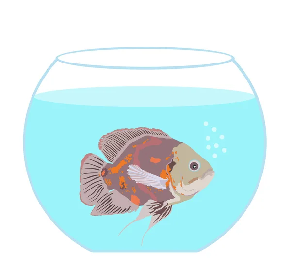 Oscar Fish Fishbowl Aquarium Vector Illustration Isolated White Background Animal — Vetor de Stock