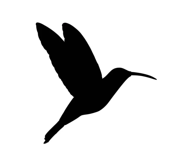 Hummingbird Silhouette Vettoriale Isolato Sfondo Bianco Uccellino Tropicale Simbolo Colibri — Vettoriale Stock