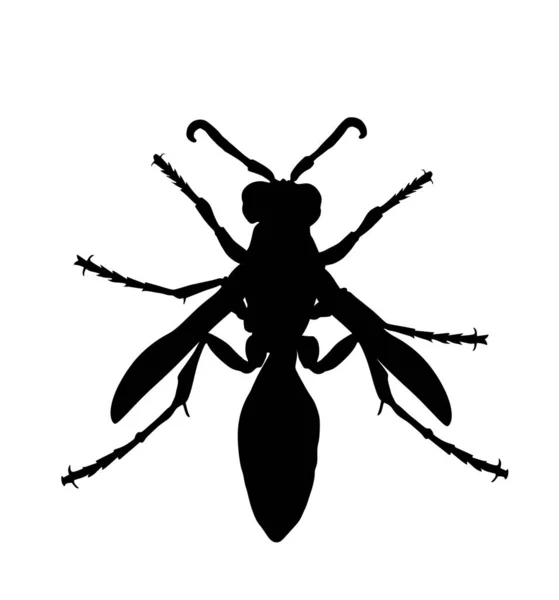 Εικόνα Διανυσματικής Σιλουέτας Σφήκας Που Απομονώνεται Λευκό Φόντο Μέλισσα Διάνυσμα — Διανυσματικό Αρχείο