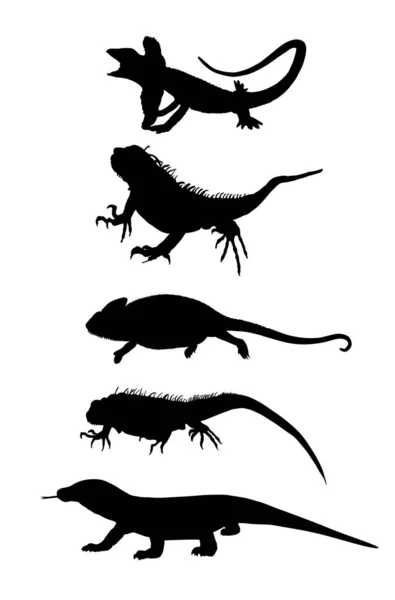 กษณ อยคลานของล ซาร กษณ ของก กวน เอท เงาร างของ Chameleon — ภาพเวกเตอร์สต็อก