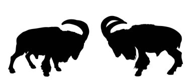 Keçi Barbar koyun koçları vektör silueti çizimine karşı yalıtılmış şekilde savaşıyor. Vahşi hayvanlar çiftleşmek için savaşıyor. Keçi şeklindeki gölge. Bighorn ram silueti. Kaya tırmanışı vahşi yaşam yürüyüşü. Alfa erkek galip.