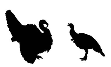Wild turkey family flock vector silhouette illustration isolated on background. Meleagris gallopavo. Male and female turkey bird symbol. Shape turkey shadow. Farm birds village symbol.