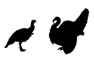 Wild turkey family flock vector silhouette illustration isolated on background. Meleagris gallopavo. Male and female turkey bird symbol. Shape turkey shadow. Farm birds village symbol.