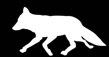 Arka planda izole edilmiş tilki vektör silüeti çalıştırılıyor. Akıllı hayvan avcısı. Sessiz avcı yiyecek avlıyor..