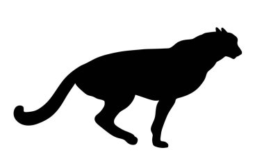 Beyaz arka planda izole edilmiş çita vektör çizimi. Büyük kedi, gezegendeki en hızlı hayvan. Afrika safari hayvanı. Zarif Gepard. Çita gölgesi şeklinde..
