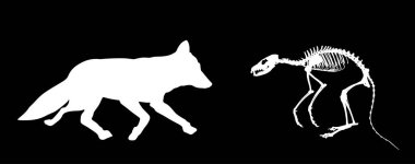 Arka planda Fox iskelet vektör çizimi izole edildi. Bilim ve biyoloji müzesindeki yırtıcı fosil sembolü. Vulpes işareti şekli. Avcı memeli iskelet silueti.