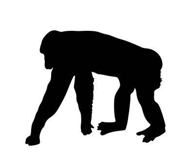 Beyaz arka planda izole edilmiş şempanze maymun vektör silüeti çizimi. Maymun şekilli gölge sembolü. Primat hayvanı.