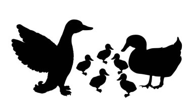 Ördek ailesi sürüsü vektör silueti çizimi izole edildi. Evcil çiftlik kümes hayvanları ailesi. Ördekli dişi ördek, anne ve bebekler doğada.