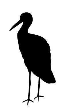 Arka planda izole edilmiş zarif leylek vektör silueti çizimi avlanıyor. Ziyaretçi göçmen kuş, leylek suda yiyecek buluyor. Su yankı sistemi. Leylek gölgesi oluştur.