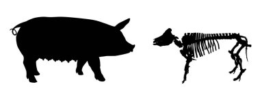 Arka planda izole edilmiş domuz iskeleti vektör silüeti çizimi. Biyoloji eğitimi duvar kağıdı posteri. Çiftlik hayvanı sembolü domuz. Evcil hayvan. Domuz silueti. Ekmek biçimi. Domuz gölgesi.