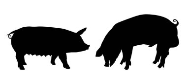 Yaban domuzu ve ekin, erkek ve dişi domuz vektör silueti izole edilmiş. Domuz eti. Kasap dükkanı duvar kağıdı, poster. Yumurtlama çiftliği hayvan aile sembolü. Evcil domuz. Yaban domuzu yetiştiriyorum. Organik yiyecekler.