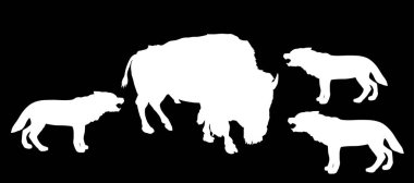 Bizonlar kurt sürüsü vektör siluetine karşı izole edilmiş. Öfkeli hayvan tehlikesi, hayvan dövüşüne saldırır. Güçlü bizon, VS alfa kurt sürüsüyle savaşıyor. Vahşi yaşam hayatta kalma içgüdüsü.