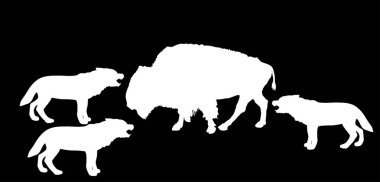 Bizonlar kurt sürüsü vektör siluetine karşı izole edilmiş. Öfkeli hayvan tehlikesi, hayvan dövüşüne saldırır. Güçlü bizon, VS alfa kurt sürüsüyle savaşıyor. Vahşi yaşam hayatta kalma içgüdüsü.