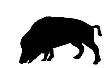 Beyaz arkaplanda yaban domuzu vektör silueti çizimi izole edildi. Bush domuzu. Yaban domuzu sembolü. Yaban domuzu, yaban domuzu ikonu. Vahşi hayvanlar, vahşi yaşam. Pumba domuzu..
