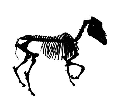 Arka planda izole edilmiş at iskeleti vektör silüeti. Biyoloji eğitimi duvar kağıdı posteri. Çiftlik hayvanı sembolü. Evcil hayvan atı kemik yapısı silueti şekli. Aygır gölgesi.