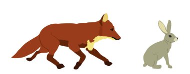 Kurnaz avcı tilki, izole edilmiş bir tavşan vektör çizimini gizler. Akıllı hayvan avcısı kemirgeni kovalıyor. Arkasında aç tilki avlama tavşanı var. Orman yaban hayatı besin zinciri tehlikesi. Avlanmak için sinsice sokulmak.