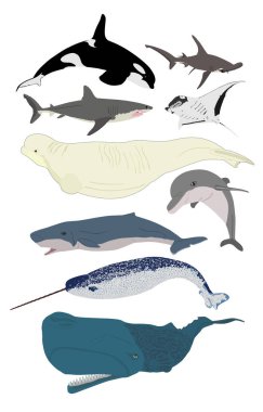 Deniz dünyasının altında, balinalar, köpekbalıkları, yunuslar beyaz üzerine izole edilmiş vektör çizimleri koydular. Fin balinası, pigme sperm balinası, beluga, yunus. Orka katil balinası. Deniz gergedanı tek boynuzlu at balinası. Manta ışını iğnesi.
