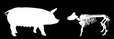 Arka planda izole edilmiş domuz iskeleti vektör silüeti çizimi. Biyoloji eğitimi duvar kağıdı posteri. Çiftlik hayvanı sembolü domuz. Evcil hayvan. Domuz silueti. Ekmek biçimi. Domuz gölgesi.