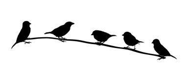 Arka planda izole edilmiş, vektör silueti üzerindeki serçe sürüsü. Küçük şehir kuşları portre şeklindedir.. 