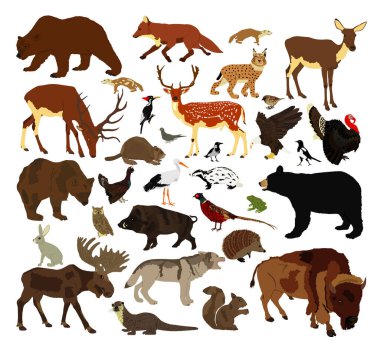 Orman hayvanları vektör illüstrasyonunu izole etti. Doğa habitatına yerleşmiş vahşi yaşam hayvanı. Avcı ve av. Ekosistem besin zinciri. Otçul ve etobur. Memeliler, kuşlar ve kemirgenler..
