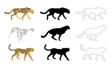 Çita gurur vektör çizgisi siluet çizimi izole edildi. Gezegendeki en hızlı hayvan. Afrika safarisi zarif çita ailesi. Erkek ve dişi çiftleşmesi. Çita şekilli gölge erkek savaşı..