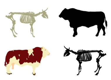 Arka planda izole edilmiş boğa iskeleti vektör silueti çizimi. Biyoloji eğitimi duvar kağıdı posteri. Çiftlik hayvanı sembolü. Evcil hayvan inek kemik yapısı şekli. Otçul geviş getiren gölge.