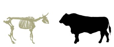 Arka planda izole edilmiş boğa iskeleti inek vektör silueti çizimi. Biyoloji eğitimi duvar kağıdı posteri. Çiftlik hayvanı sembolü. Evcil hayvan inek kemik yapısı şekli. Otçul geviş getiren gölge.