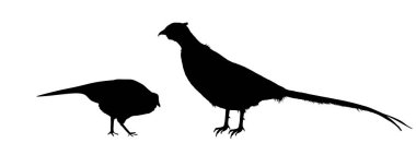 Sülün aile vektör silueti çizimi arka planda izole edildi. Yüzük boyunlu sülün şekilli gölge. Sülün erkek ve dişi çiftleşme sembolü. Phasianus colchicus. Güzel vahşi kuş.