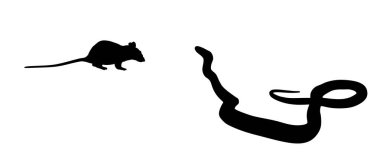 Zehir avındaki ölümcül zehirli yılan fare avı vektör silueti izole edilmiş. Sürüngen yılan, kemirgene saldırdı. Hayvan avı grevi. Vahşi doğada yaşam ve yiyecek için tehlike savaşı.