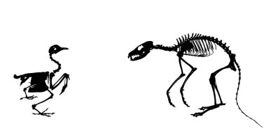 Tilki iskeleti yırtıcı silueti, avcıya karşı tavuk vektör çizimi izole edildi. Bilim ve biyoloji müzesinde fosil sembolü. Vulpes işareti şekli. Tavuk kemiği yapısı.