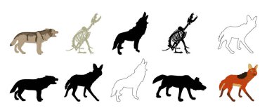 Wolf hat hatlarını belirledi. İskelet kurt, dolunay vektör siluetinde izole edilmiş bir şekilde uluyor. Avcı hayvan çenesini açar. Kurt gölgesi şeklinde. Cadılar Bayramı korkunç sahnesi, aç bir hayvan avlanıyor..